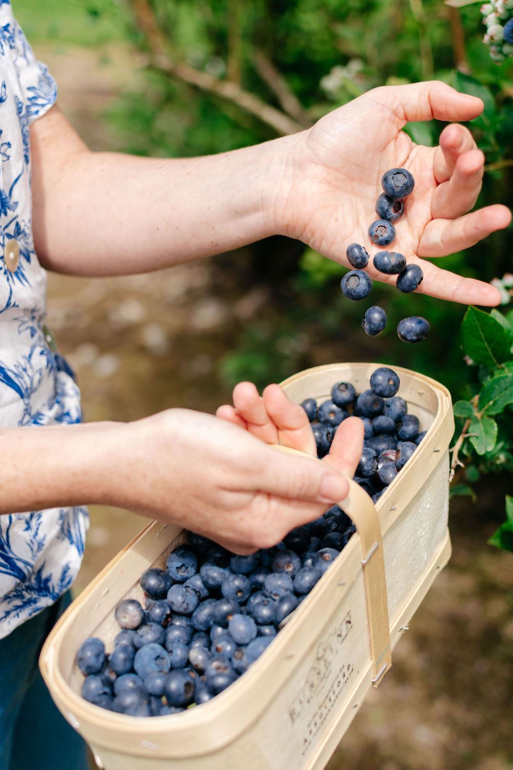 Celebrate Fresh BC Blueberries with GoBlueBC Hello Vancity